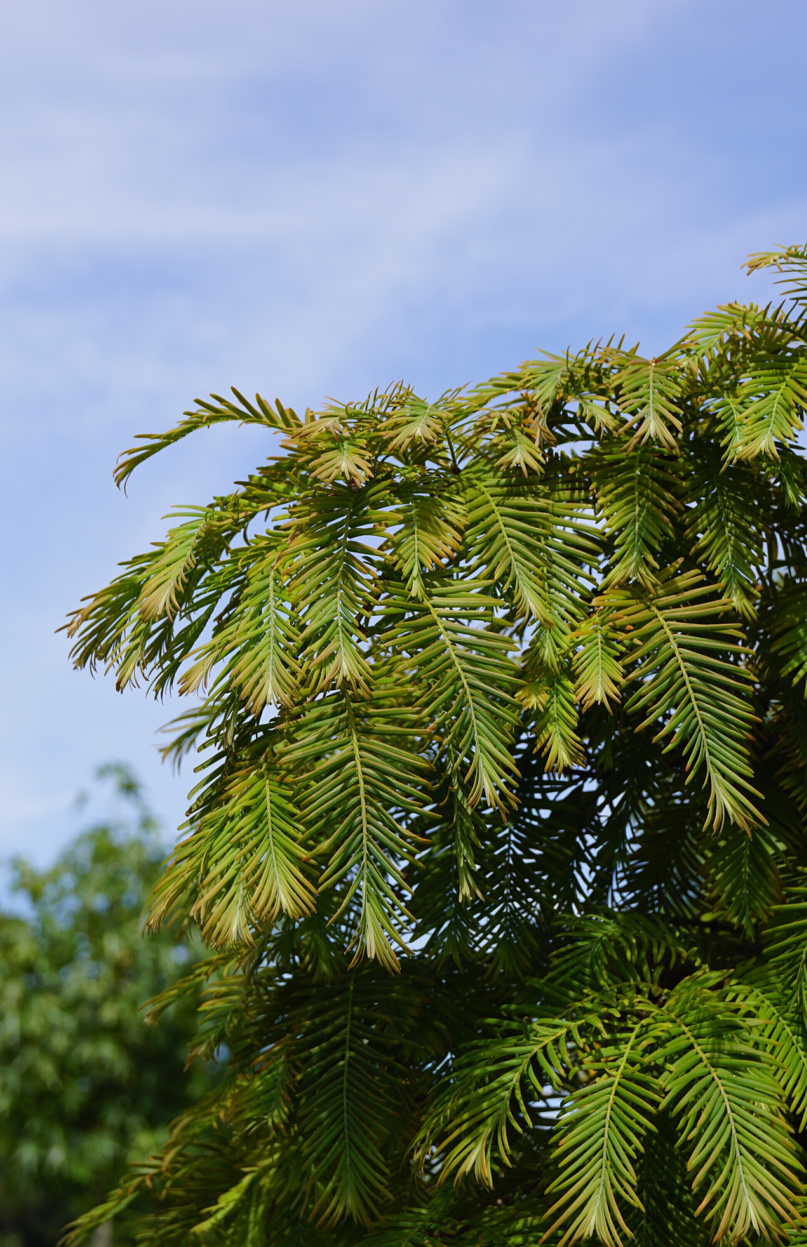 Metasequoia glyptostroboides 'Matthaei Broom' (2)